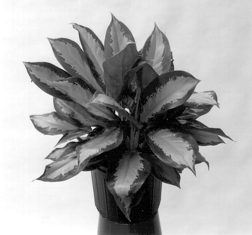 Figure 1 of US plant patent PP12973, the photograph of Silver Moon printed in the patent.