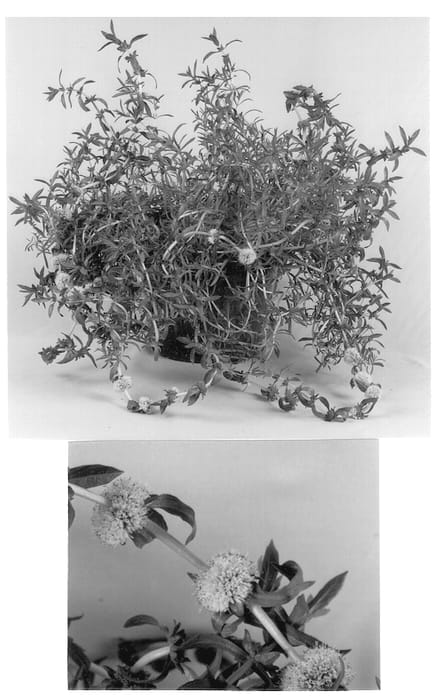 Figure 1 of US plant patent PP12975, the photograph of Snowcones White printed in the patent.