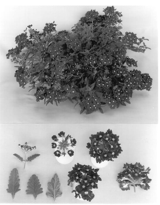 Figure 1 of US plant patent PP12976, the photograph of Kiesel UCP printed in the patent.