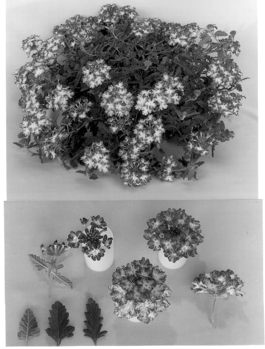 Figure 1 of US plant patent PP12977, the photograph of Kieverepur printed in the patent.