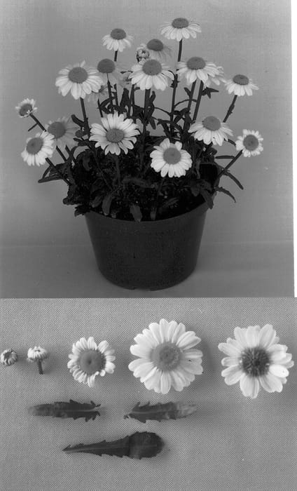 Figure 1 of US plant patent PP12978, the photograph of Kiemar printed in the patent.