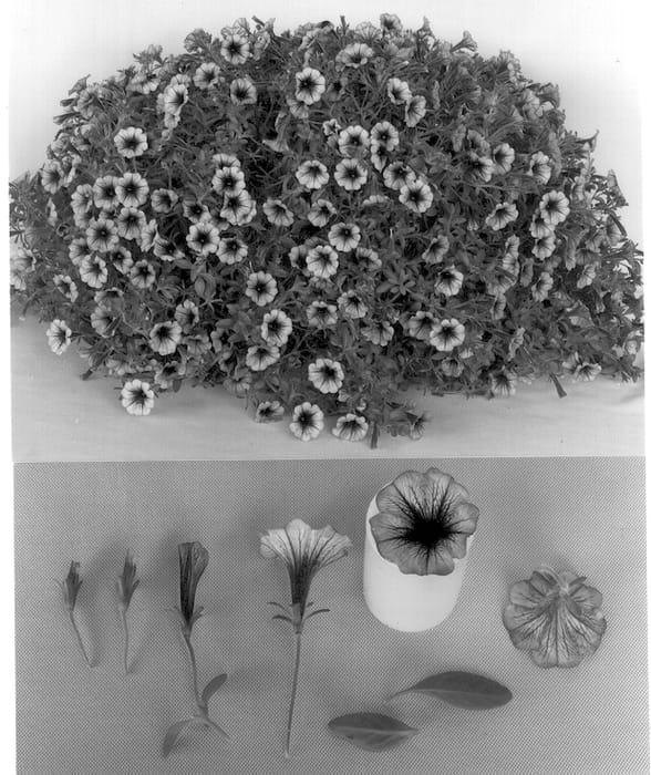 Figure 1 of US plant patent PP12979, the photograph of MP19 printed in the patent.