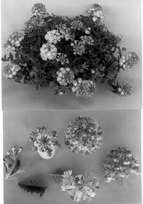 Figure 1 of US plant patent PP12980, the photograph of Kieverpucpi printed in the patent.