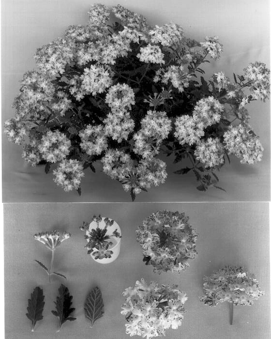 Figure 1 of US plant patent PP12981, the photograph of Kieverdros printed in the patent.