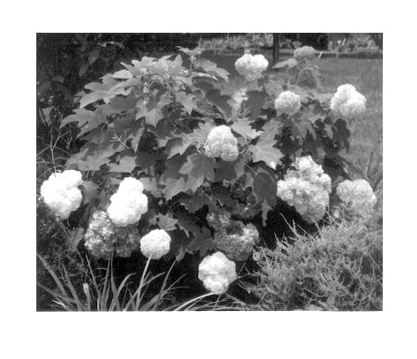Figure 1 of US plant patent PP12982, the photograph of Vaughn's Lillie printed in the patent.