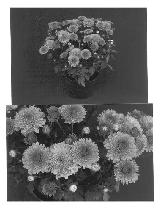 Figure 1 of US plant patent PP12983, the photograph of Yoandrea printed in the patent.