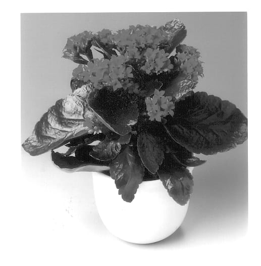 Figure 1 of US plant patent PP12984, the photograph of Jepmoni printed in the patent.