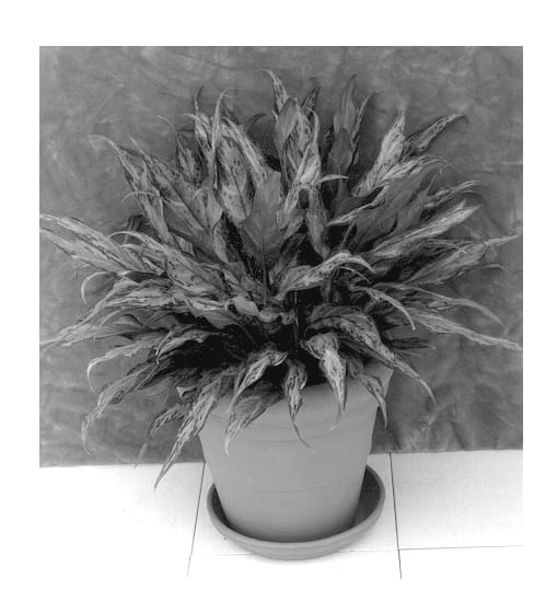 Figure 1 of US plant patent PP12985, the photograph of Silver Ribbons printed in the patent.