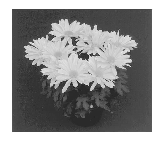 Figure 1 of US plant patent PP12986, the photograph of Yellow Yobillings printed in the patent.