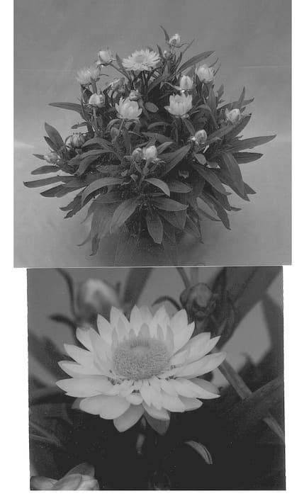 Figure 1 of US plant patent PP12988, the photograph of Redbragol printed in the patent.