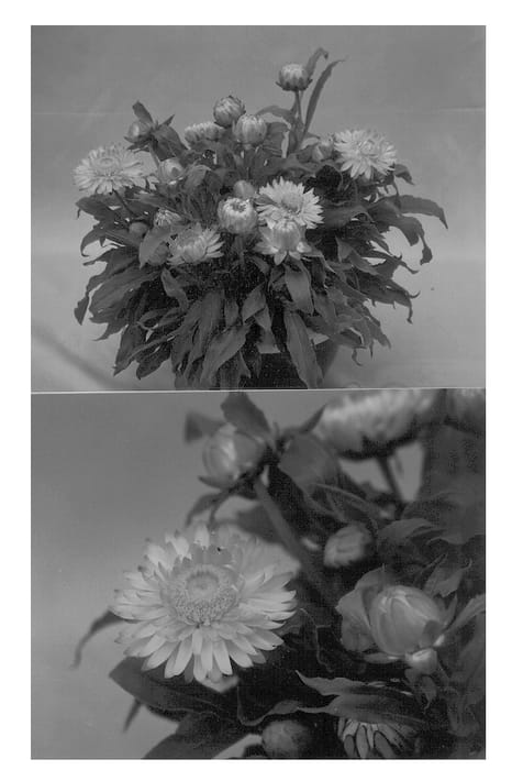Figure 1 of US plant patent PP12989, the photograph of Redbrabro printed in the patent.