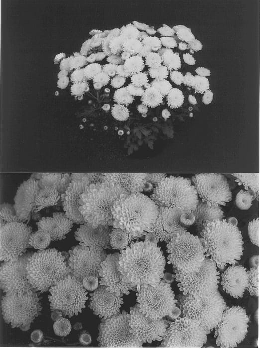 Figure 1 of US plant patent PP12990, the photograph of Yonatalie printed in the patent.