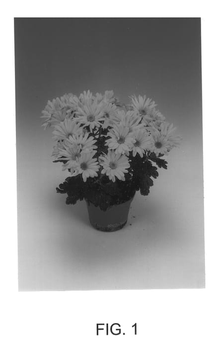 Figure 1 of US plant patent PP12991, the photograph of Virunga Yellow printed in the patent.