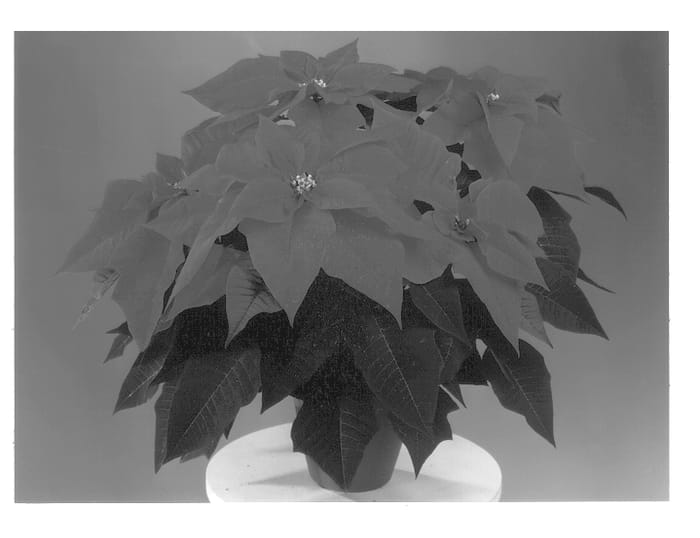 Figure 1 of US plant patent PP12992, the photograph of Fiscor Fire printed in the patent.