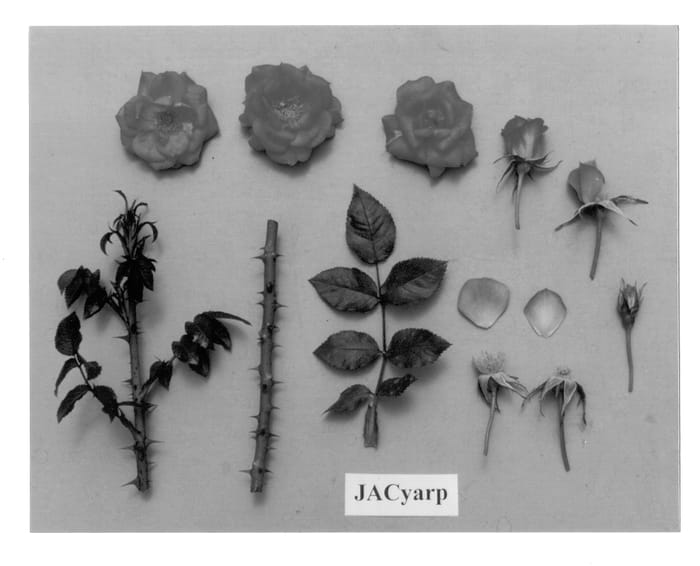 Figure 1 of US plant patent PP12993, the photograph of JACyarp printed in the patent.