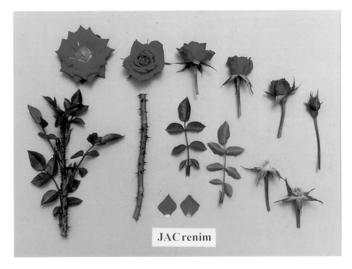 Figure 1 of US plant patent PP12994, the photograph of JACrenim printed in the patent.