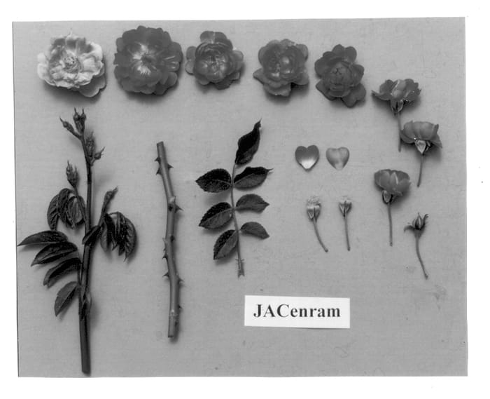 Figure 1 of US plant patent PP12995, the photograph of JACenram printed in the patent.