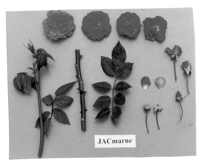 Figure 1 of US plant patent PP12996, the photograph of JACmarne printed in the patent.