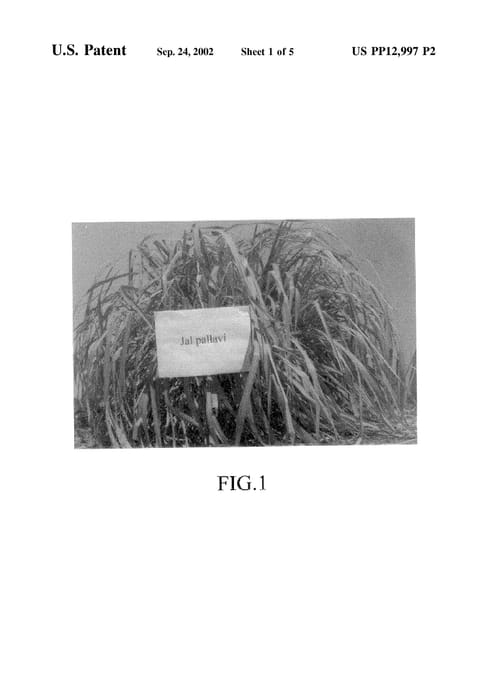 Figure 16 of US plant patent PP12997, the photograph of Jal Pallavi printed in the patent.