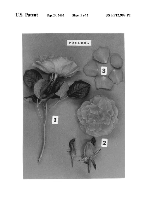 Figure 4 of US plant patent PP12999, the photograph of POULdra printed in the patent.
