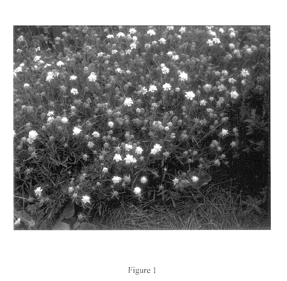 Figure 1 of US plant patent PP13000, the photograph of Lemon Sorbet printed in the patent.