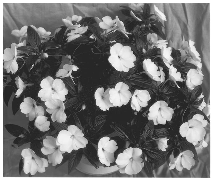 Figure 1 of US plant patent PP13001, the photograph of Purity printed in the patent.