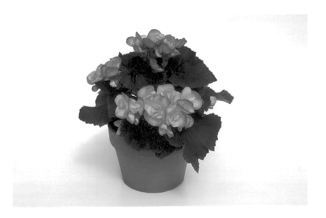 Figure 1 of US plant patent PP13002, the photograph of Kenna printed in the patent.