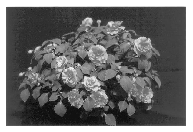 Figure 1 of US plant patent PP13003, the photograph of TiLav printed in the patent.