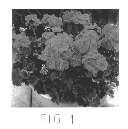 Figure 1 of US plant patent PP13004, the photograph of Clips Red II printed in the patent.