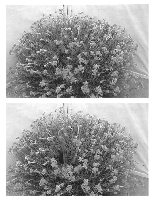 Figure 1 of US plant patent PP13005, the photograph of Prospi printed in the patent.