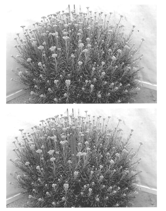 Figure 1 of US plant patent PP13006, the photograph of Prosil printed in the patent.