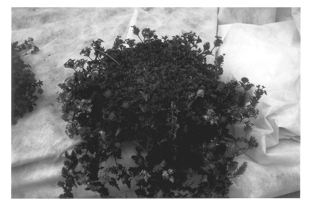 Figure 1 of US plant patent PP13007, the photograph of Dosmau printed in the patent.