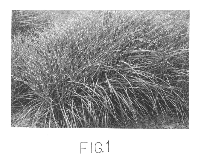 Figure 1 of US plant patent PP13008, the photograph of Little Zebra printed in the patent.