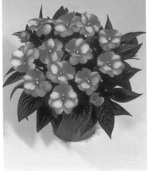 Figure 1 of US plant patent PP13009, the photograph of Monaco printed in the patent.