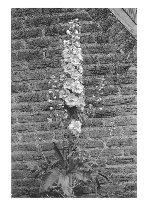 Figure 1 of US plant patent PP13010, the photograph of Dolce Vita printed in the patent.