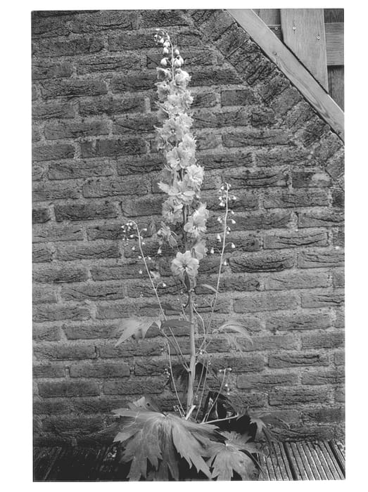 Figure 1 of US plant patent PP13011, the photograph of Darwin's Blue Indulgence printed in the patent.