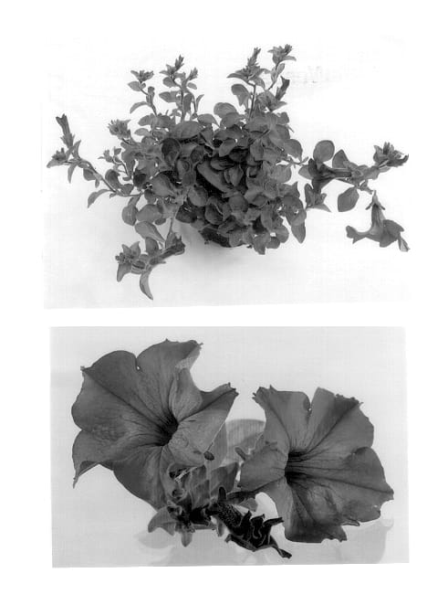 Figure 1 of US plant patent PP13012, the photograph of Wespelila printed in the patent.
