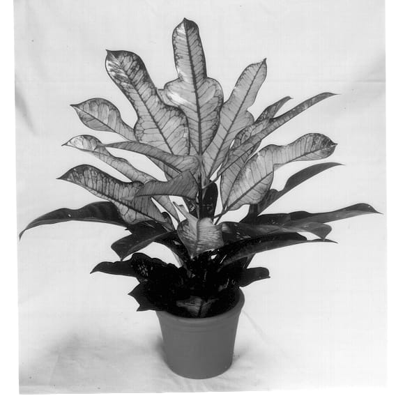 Figure 1 of US plant patent PP13013, the photograph of GRU CO9901 printed in the patent.