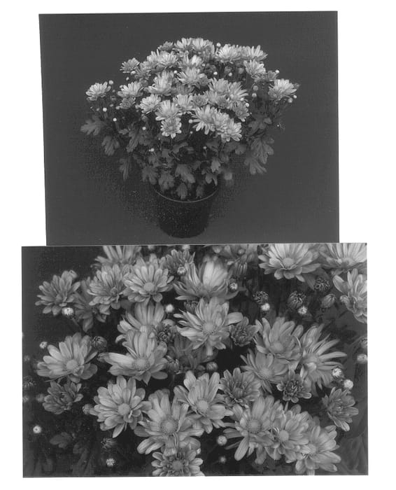 Figure 1 of US plant patent PP13014, the photograph of Empire Courtney printed in the patent.
