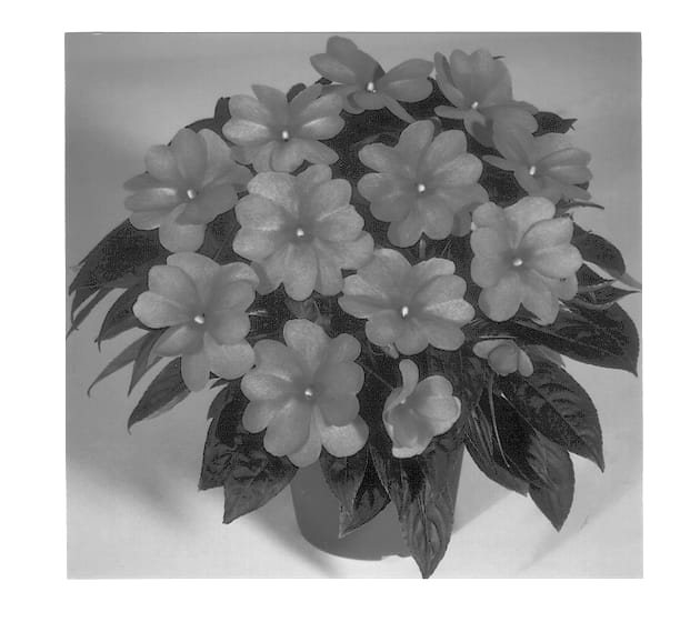 Figure 1 of US plant patent PP13015, the photograph of Oslo printed in the patent.