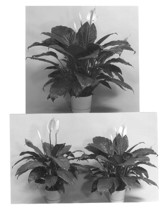 Figure 1 of US plant patent PP13016, the photograph of Maria printed in the patent.