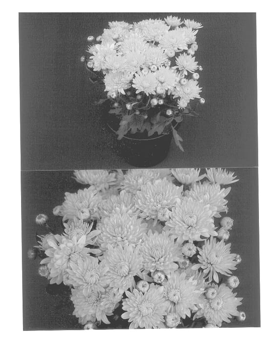 Figure 1 of US plant patent PP13017, the photograph of Golden Allison printed in the patent.