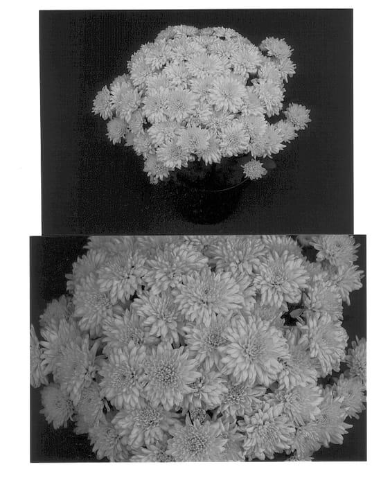 Figure 1 of US plant patent PP13018, the photograph of Golden Yomarilyn printed in the patent.