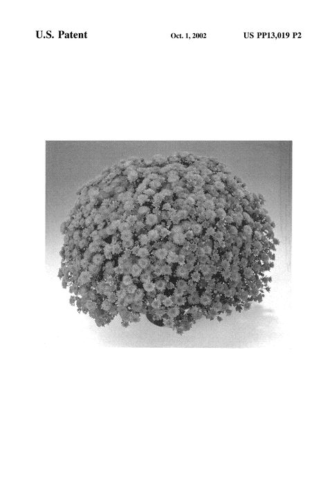 Figure 3 of US plant patent PP13019, the photograph of Orange Urano printed in the patent.