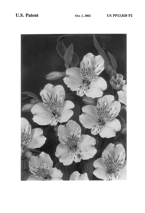 Figure 3 of US plant patent PP13020, the photograph of Stalog printed in the patent.