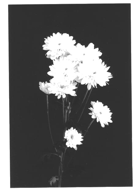 Figure 1 of US plant patent PP13021, the photograph of Plus printed in the patent.