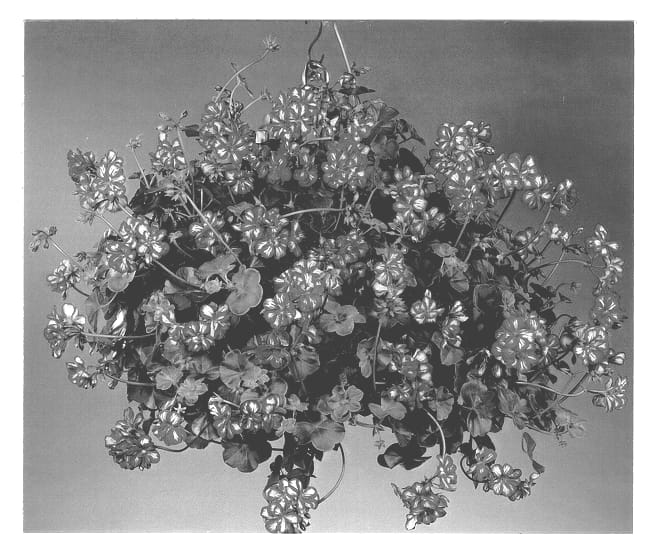 Figure 1 of US plant patent PP13022, the photograph of Lulumex printed in the patent.