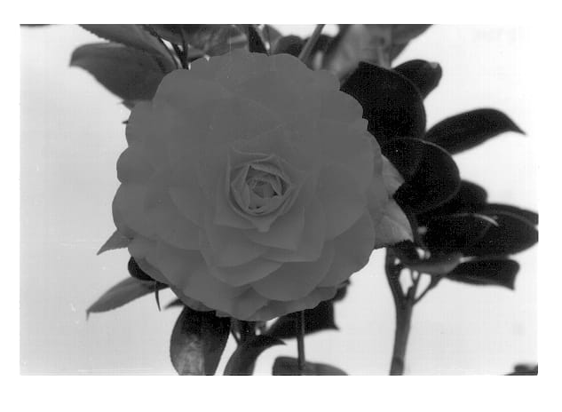 Figure 1 of US plant patent PP13023, the photograph of Nuccio's Bella Rossa printed in the patent.