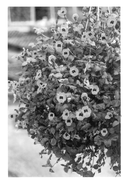 Figure 1 of US plant patent PP13024, the photograph of Dantogold printed in the patent.