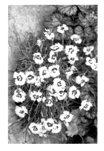 Figure 1 of US plant patent PP13025, the photograph of Brilliant Star printed in the patent.